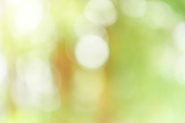 Bokeh yeşillikleri ve bitkileri. Çam ormanında doğal çözülmeler.