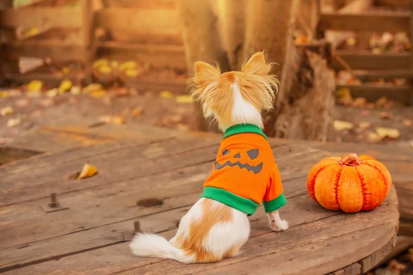 Halloween Chihuahua Sits Back Camera Next Orange Pumpkin Dog Dressed — Stock Photo, Image