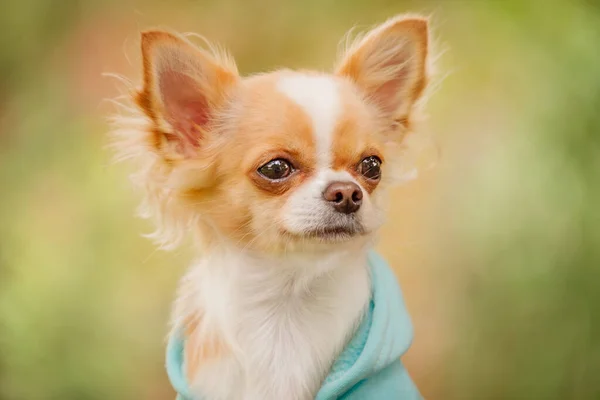 Hayvan Herif Baharda Sonbaharda Mavi Kapüşonlu Uzun Saçlı Bir Chihuahua — Stok fotoğraf