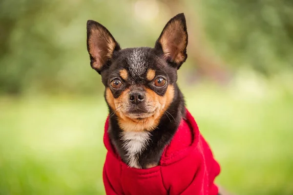 Chihuahua Hond Natuur Een Hond Kleren Met Een Rode Capuchon — Stockfoto