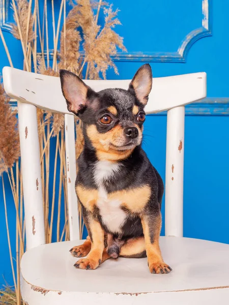Animal Mascota Chihuahua Perro Sienta Una Silla Blanca Interior Contra — Foto de Stock