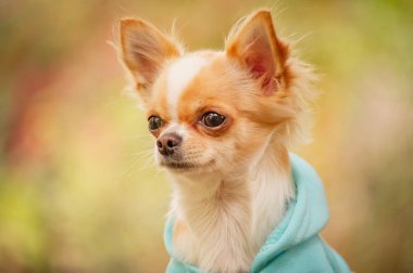 Hayvan herif. Sevimli hayvan. Elbiseli Chihuahua köpeği.