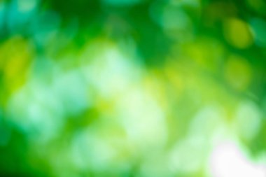 Açık yeşil arka plan defocus. Doğal yeşil arkaplan.