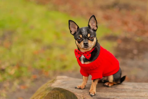 Small Chihuahua Dog Red Sweater Red Bow Tie Animal Pet — Foto Stock