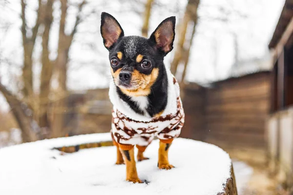 Mini Dog Breed Animal World Chihuahua Dog Clothes Snowy Weather — стоковое фото