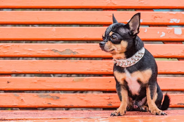 Mini Perro Chihuahua Collar Blanco Con Espigas Banco Naranja Animales —  Fotos de Stock