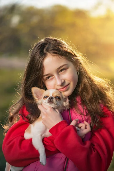 Humano Animal Estimação Uma Adolescente Com Cachorro Chihuahua Fundo Natureza — Fotografia de Stock