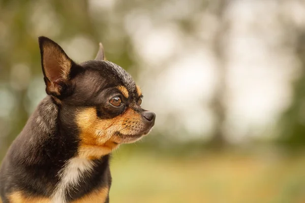 Câine Fundalul Unui Fundal Neclar Animale Domestice Mini Dimensiune Chihuahua — Fotografie, imagine de stoc