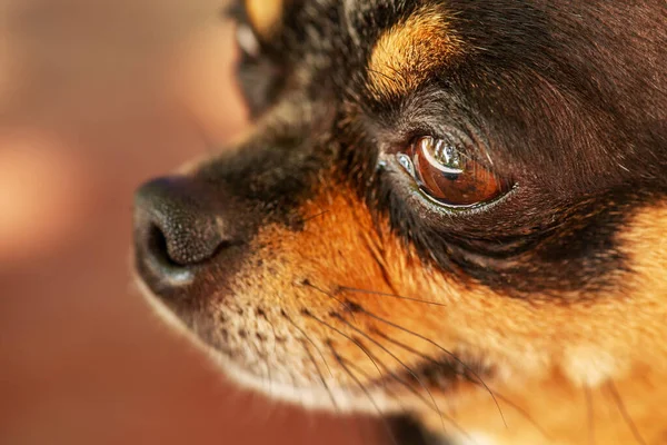 Cão Close Uma Raça Chihuahua Preto Bronzeado Animal Estimação Olhos — Fotografia de Stock