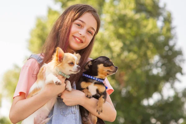 Fata Drăguță Animale Companie Natură Adolescenta Fata Doi Caini Chihuahua — Fotografie, imagine de stoc