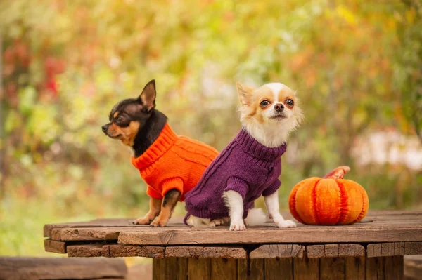 Doi Câini Natură Lângă Dovleac Câini Haine Chihuahuas Așează Ciot — Fotografie, imagine de stoc
