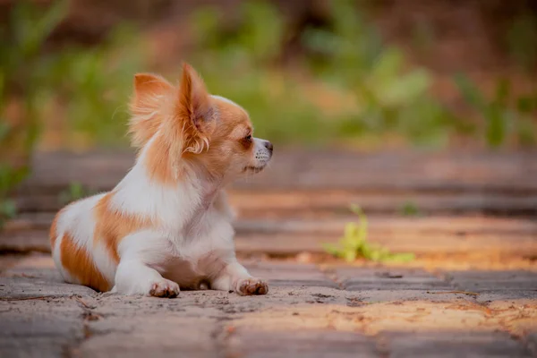 Chihuahua Pies Lesie Zwierzę Skarbie Mini Pies Czystej Krwi — Zdjęcie stockowe