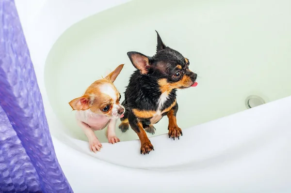 Dois Cães Chihuahua Pretos Brancos Tomam Banho Uma Banheira Branca — Fotografia de Stock