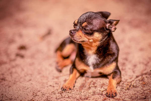 Chihuahua Riposa Natura Chihuahua Cane Trova Sulla Sabbia Nella Foresta — Foto Stock