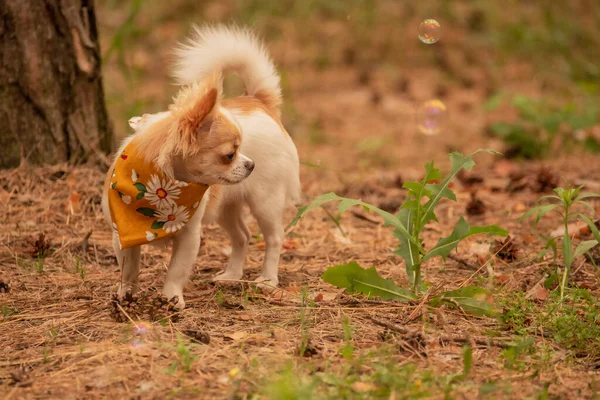 Chihuahua Pies Lesie Zwierzę Skarbie Mini Pies Czystej Krwi — Zdjęcie stockowe