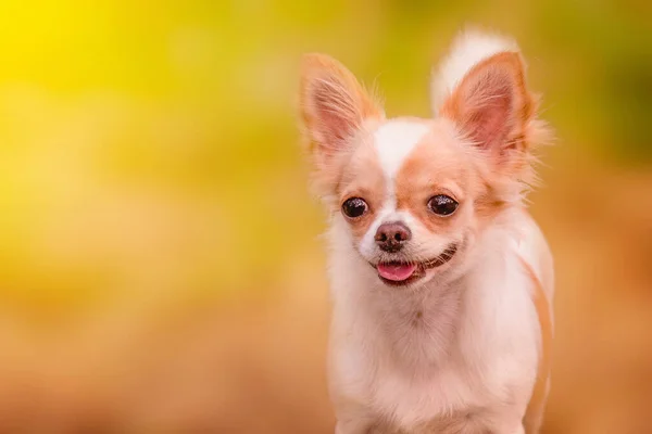 Parlak Güneşli Bir Günde Chihuahua Portresi Köpek Hayvan Hayvan — Stok fotoğraf