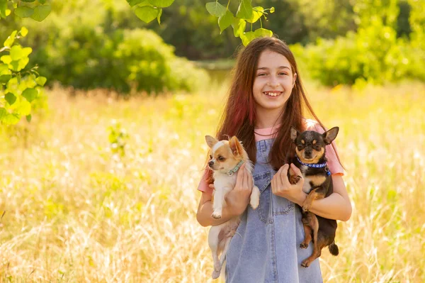 Dois Chihuahuas Adolescente Adolescente Com Dois Cães Nas Mãos Preto — Fotografia de Stock