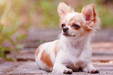 Hayvan hayvanı. Kırmızı benekli köpek uzun saçlı küçük chihuahua beyazı..