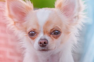 Chihuahua uzun saçlıyı yakından çek. Hayvan, hayvan. Kırmızı noktalı beyaz köpek..