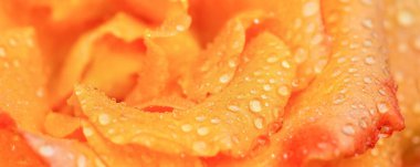 Bir çiçeğin makro fotoğrafı. Sarı gül, taç yapraklarında su damlaları olan yakın plan..