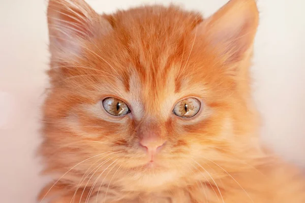 緑の目をした赤いふわふわの子猫 小さな赤い子猫のクローズアップ — ストック写真