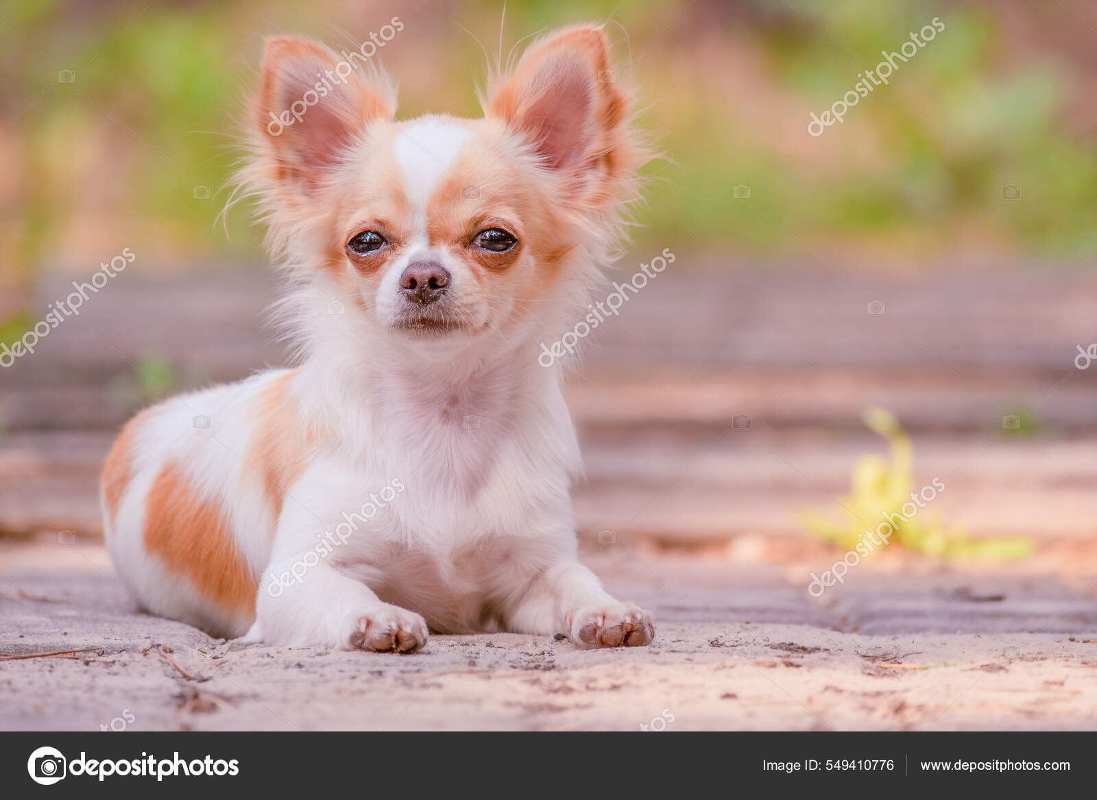 Mini chihuahua long haired 2025