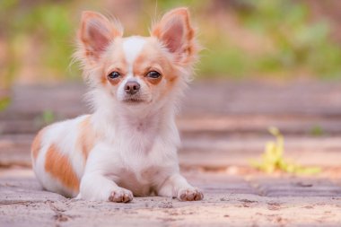 Evcil hayvan. Kırmızı benekli köpek uzun saçlı küçük chihuahua beyazı..