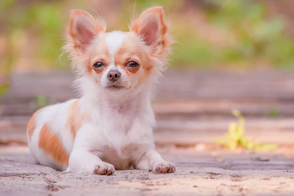 Evcil hayvan. Kırmızı benekli köpek uzun saçlı küçük chihuahua beyazı..