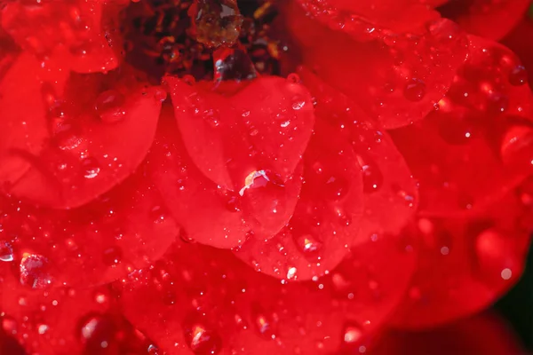Червона Троянда Краплями Роси Макро Фото Квітки — стокове фото