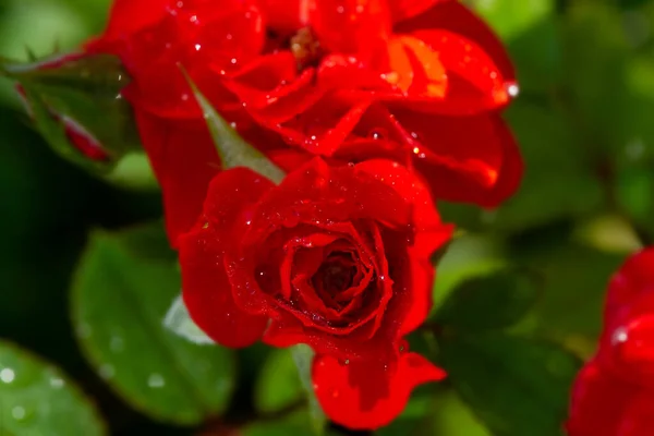 露が落ちると赤いバラ 花のマクロ写真 — ストック写真
