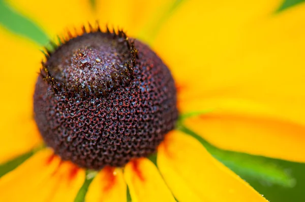 Sárga Virág Echinacea Százszorszép Családba Tartozó Egynyári Virágos Növények Egy — Stock Fotó