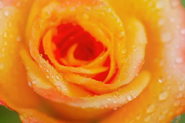 露が落ちる花のマクロ写真 雨の後に黄色のバラ — ストック写真