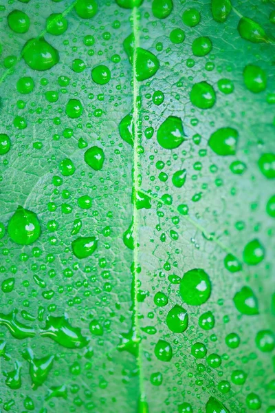 Rocíe Las Gotas Sobre Fondo Verde Fresco Hoja Tema Ecológico — Foto de Stock