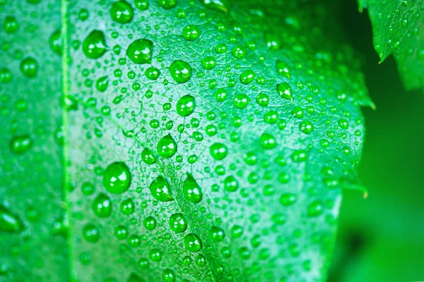Dagg Droppar Färska Gröna Löv Bakgrund Miljövänligt Och Ekologiskt Tema — Stockfoto