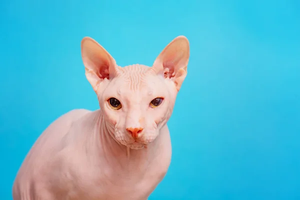 Kot Hoduje Don Sphynx Niebieskim Tle Portret Łysego Kota Różowym — Zdjęcie stockowe