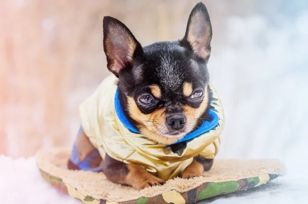 Animal Mascota Chihuahua Perro Ropa Invierno — Foto de Stock