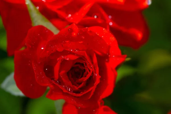 Macro Foto Una Flor Con Gotas Rocío Rosa Roja Con — Foto de Stock