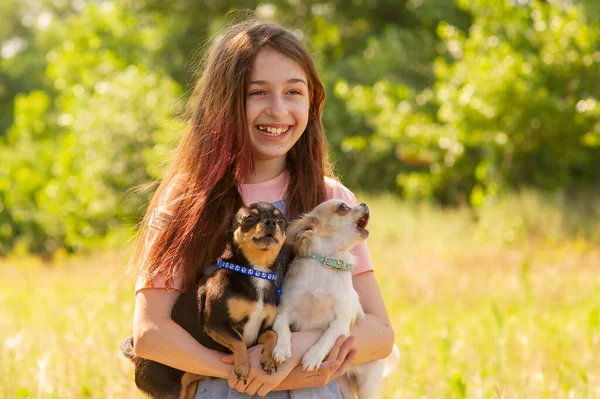 Due Chihuahua Adolescente Ragazza Adolescente Con Due Cani Bianco Nero — Foto Stock