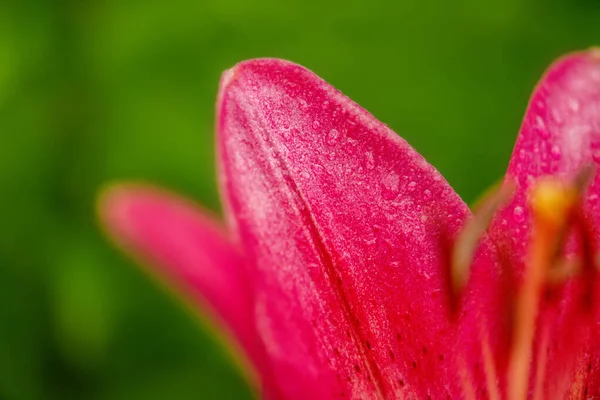 Червона Лілія Макро Фото Крупним Планом Красива Яскрава Квітка — стокове фото