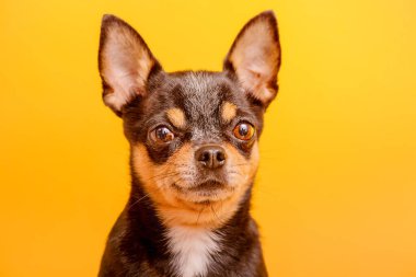Hayvan, hayvan. Köpek cinsi, sarı arka planda siyah bir Chihuahua..