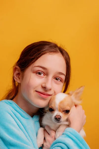 抱着一只吉娃娃小狗的女孩 一个穿着蓝色帽衫 背景为黄色的青少年 — 图库照片