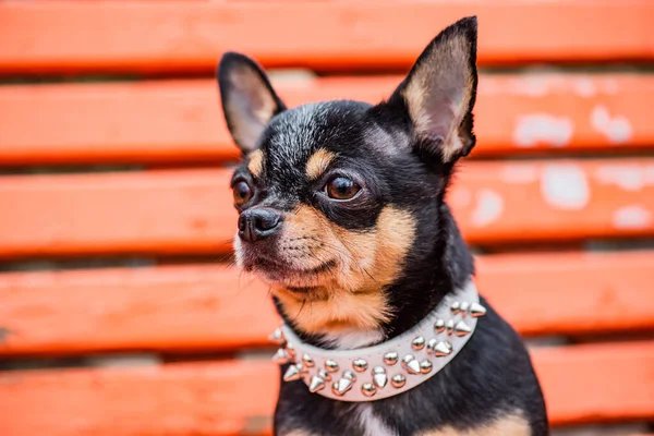 Een Hond Een Witte Boord Hondenras Chihuahua Zwarte Kleur Een — Stockfoto