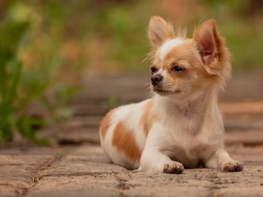 Chihuahua uzun saçlı köpeği kaldırımda yatıyor. Hayvan, tatlım..