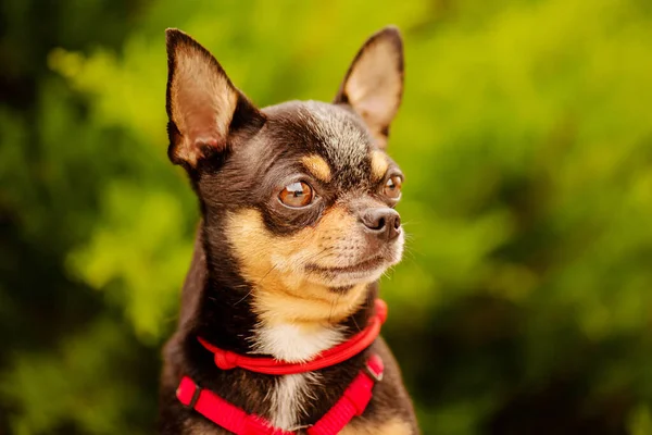 Perro Negro Perfil Del Perro Chihuahua Sobre Fondo Borroso Verde —  Fotos de Stock