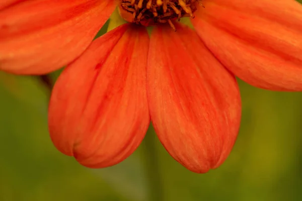 Červený Květ Zeleném Pozadí Detailní Fotografie Detailní Záběr Kus Květiny — Stock fotografie