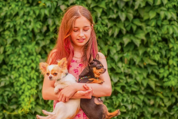 Teenie Mädchen Rosa Kleid Mit Zwei Weißen Und Schwarzen Chihuahua — Stockfoto