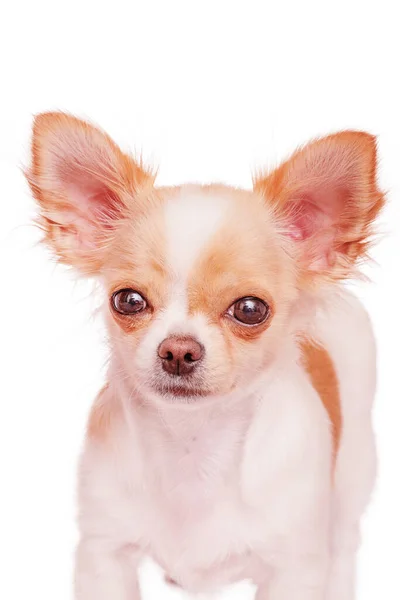 Weißer Chihuahua Hund Mit Roten Flecken Haustier Niedlicher Weißer Welpe — Stockfoto