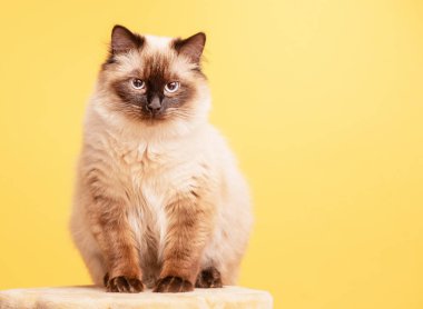 Hayvan portresi. Neva yorgun bir arka planda maskeli kedi.