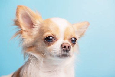Bir köpek portresi. Kırmızı benekli beyaz köpek, mavi arka planda Chihuahua cinsi..