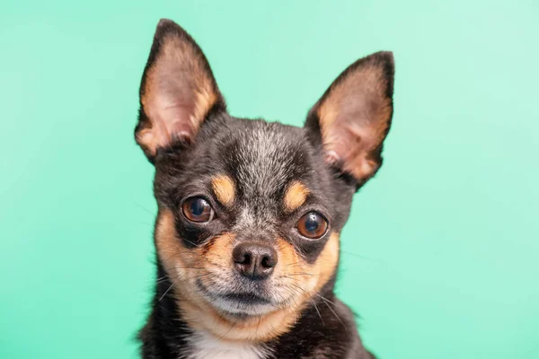 Tricolor Câine Portretul Unui Câine Din Rasa Chihuahua Fundal Verde — Fotografie, imagine de stoc